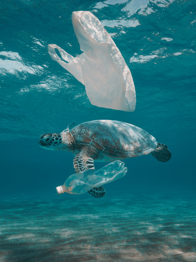 Top Plastic Pollution Solutions - GlobalOwls