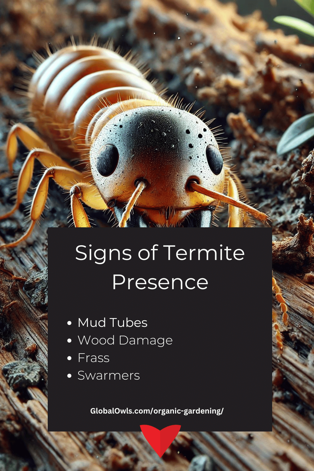 Signs of Termite Presence