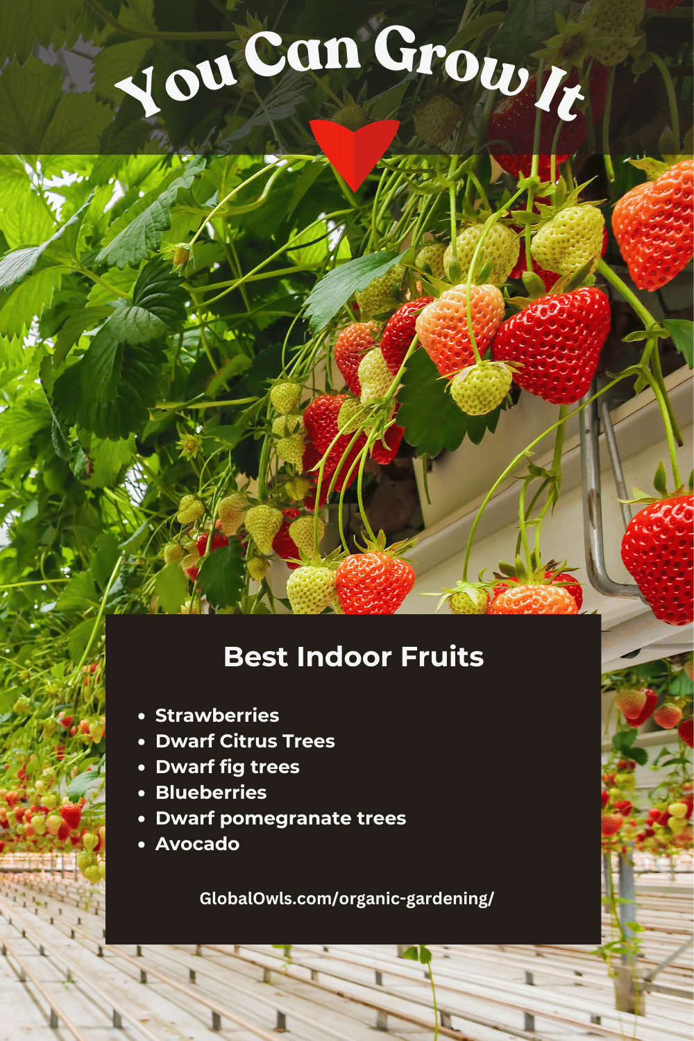 Best Indoor Container Gardening Fruits