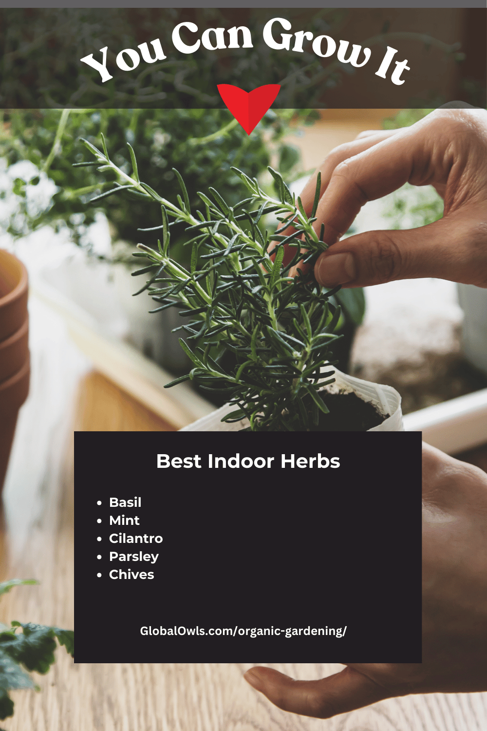 Best Indoor Container Gardening Herbs