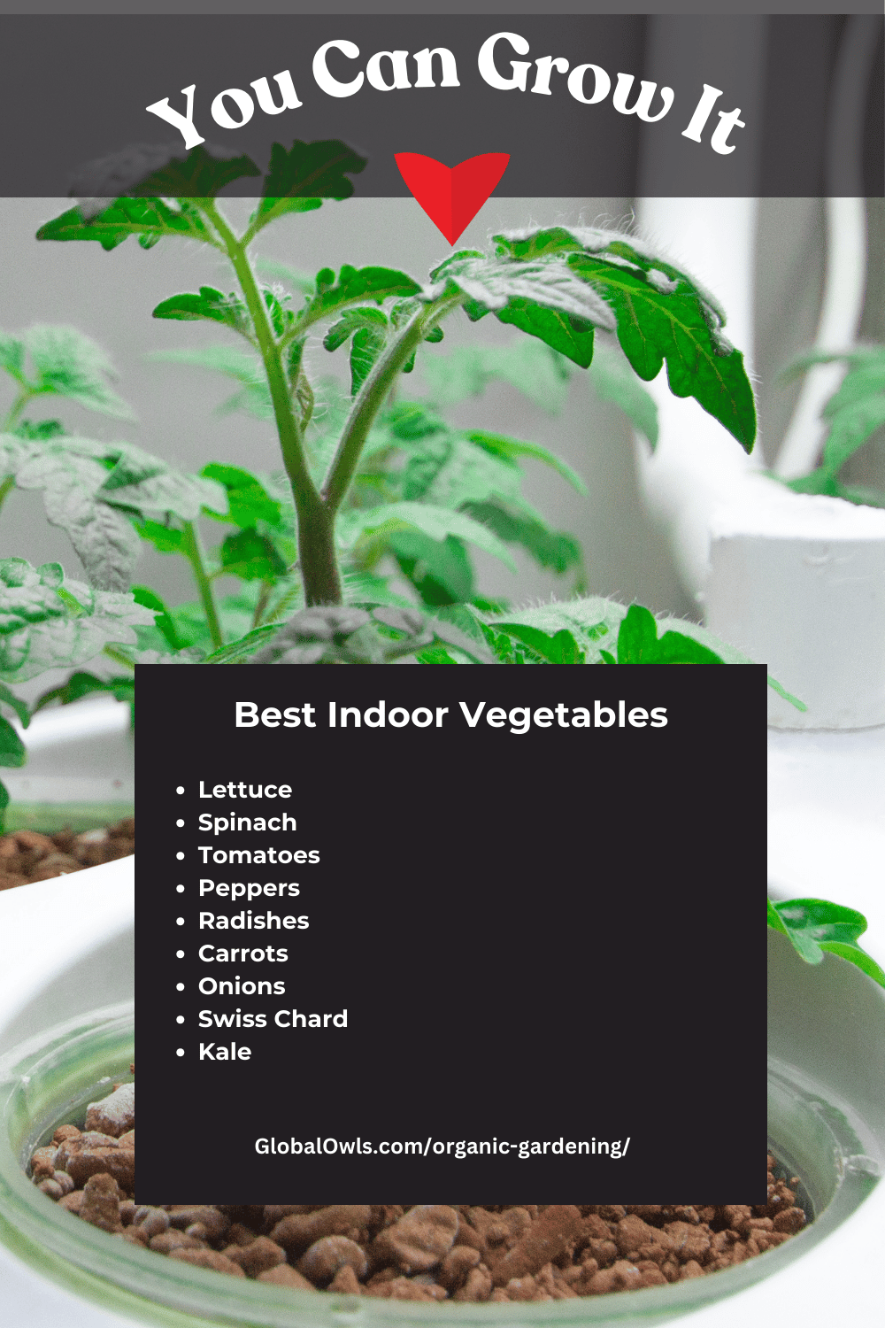 Best Indoor Container Gardening Vegetables