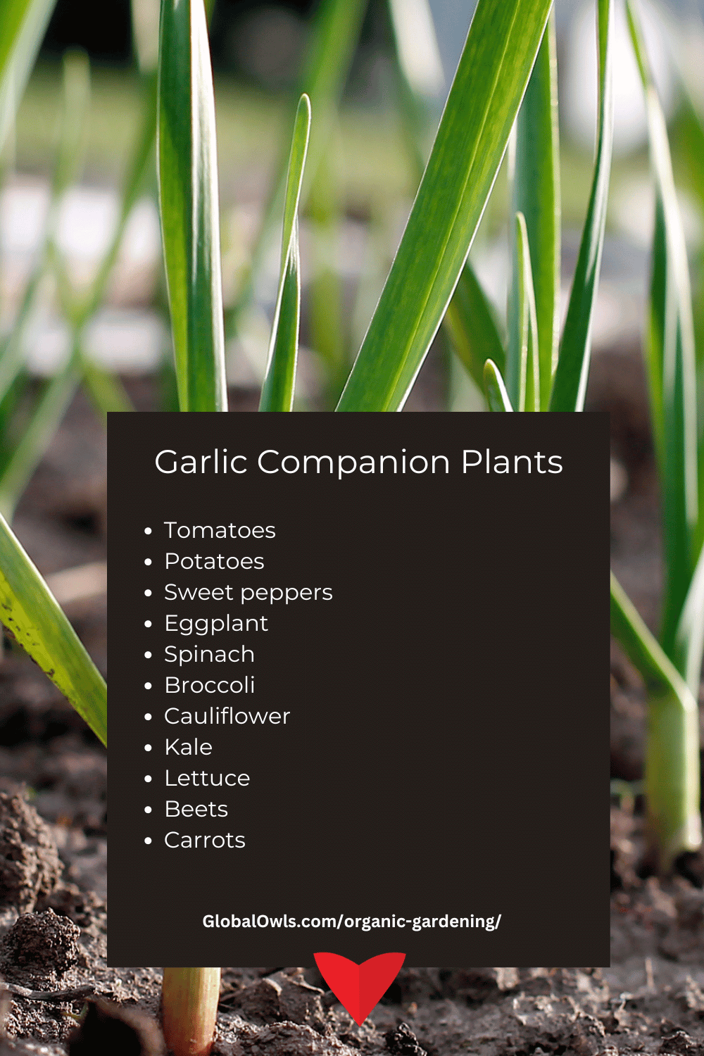 Garlic Companion Plants List