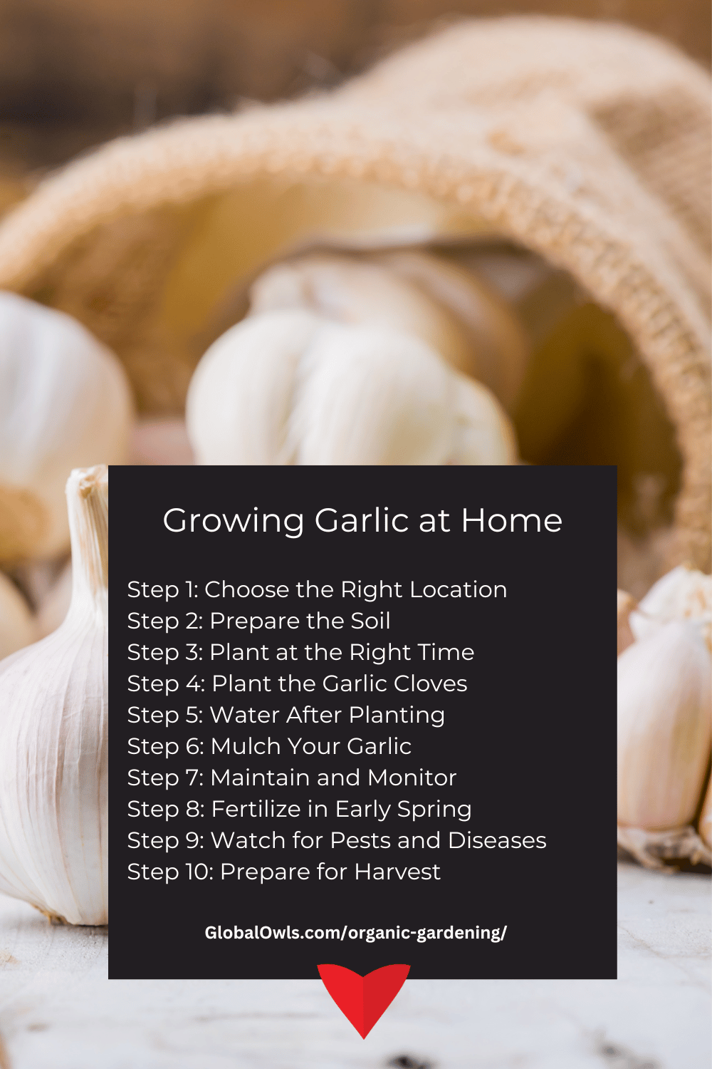 Growing Garlic at Home