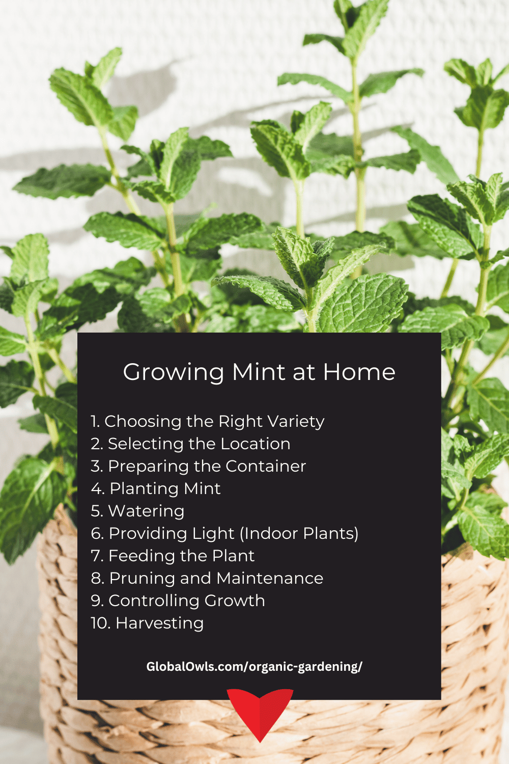 Growing Mint at Home