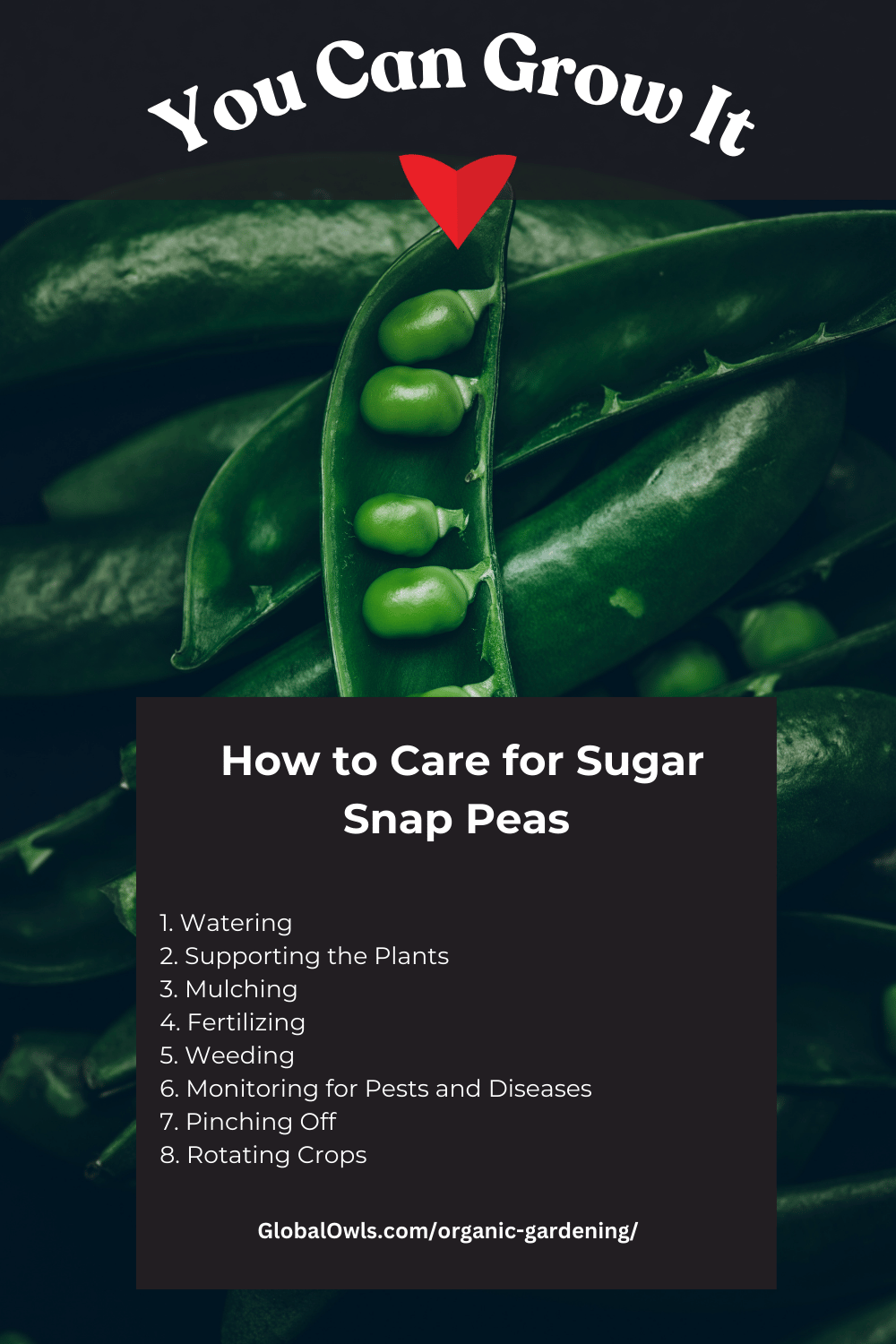 How to Care for Sugar Snap Peas