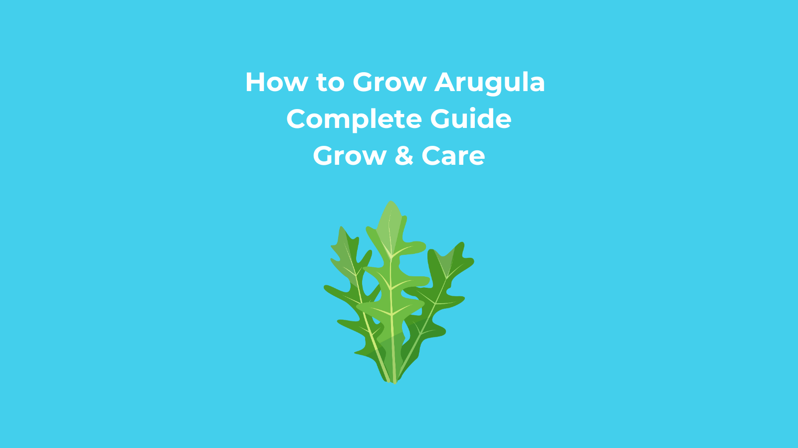 How to Grow Arugula
