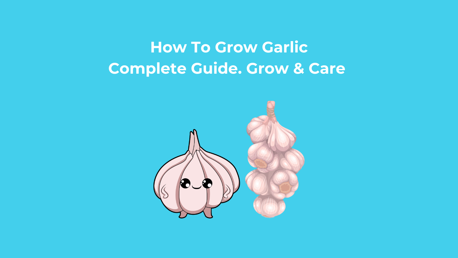 How to Grow Garlic – Complete Guide. Grow & Care