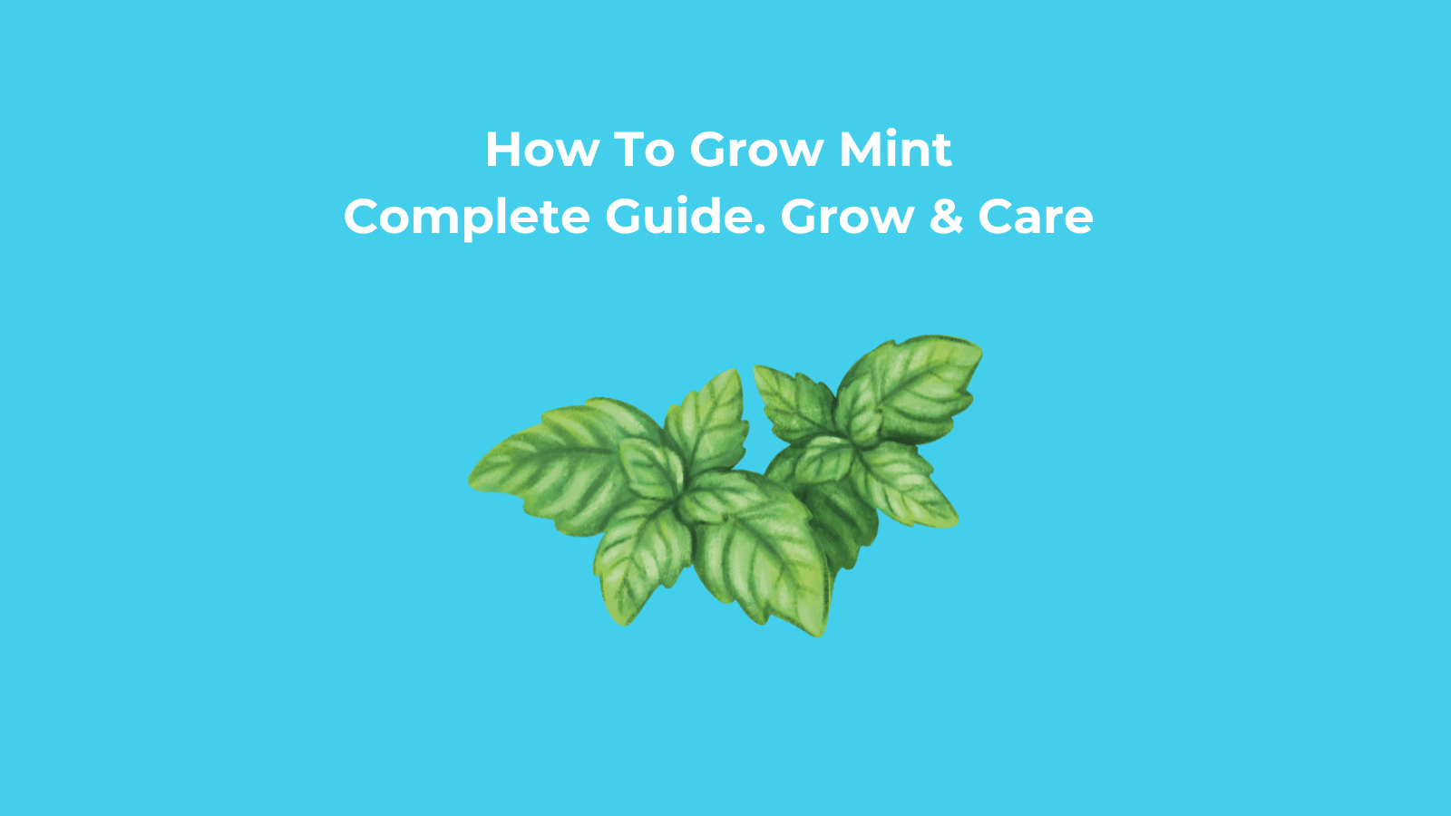 How to Grow Mint - Complete Guide. Grow & Care
