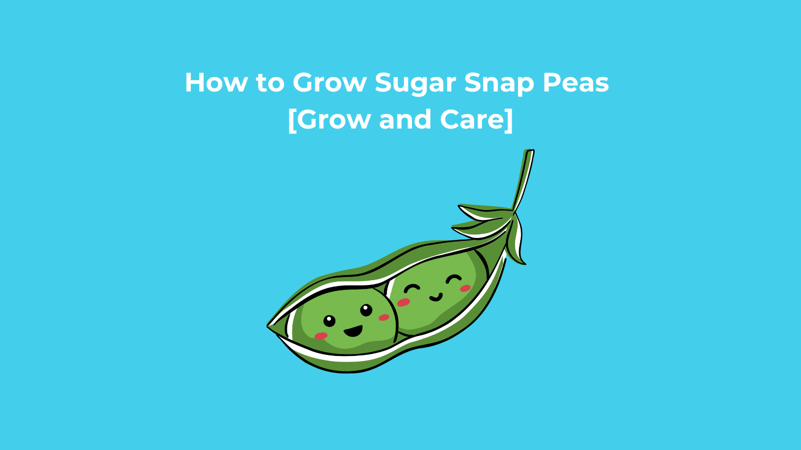 How to Grow Sugar Snap Peas - Grow and Care