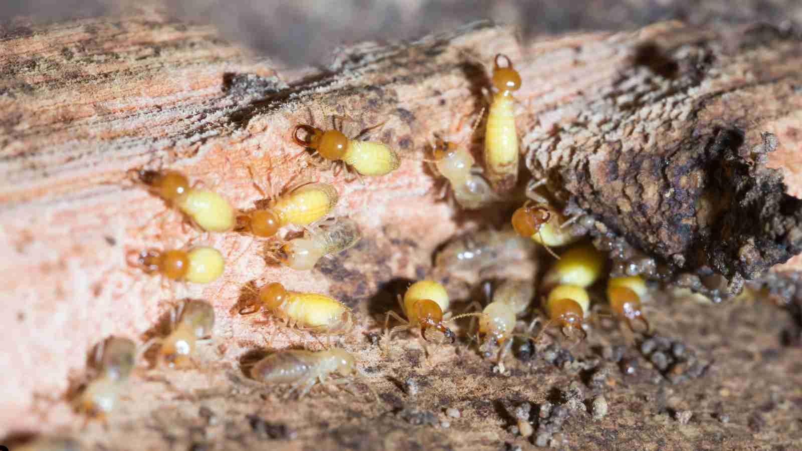 How to Identify Termites in you Garden