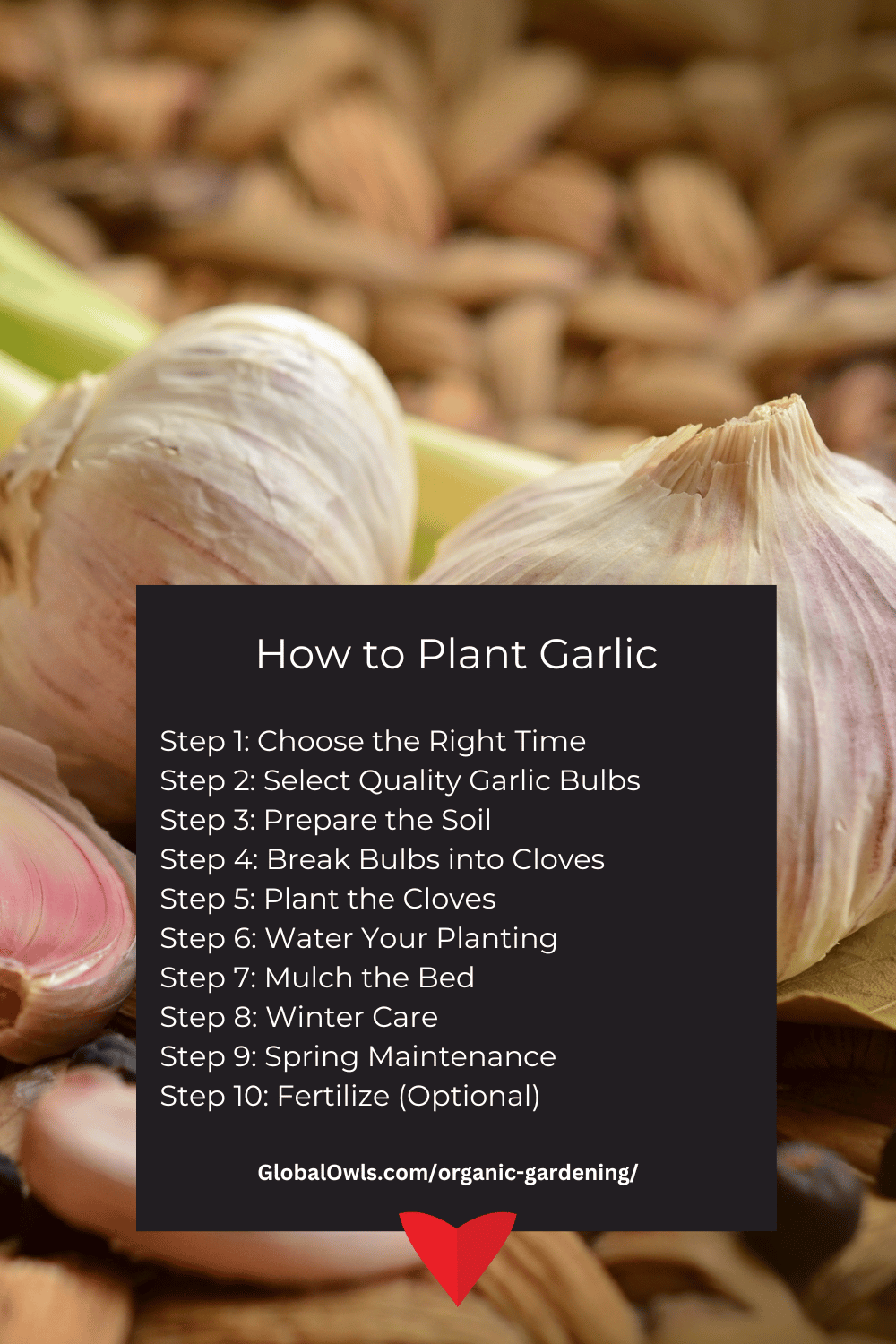 How to Plant Garlic