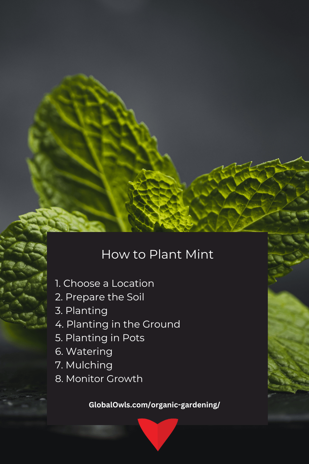 How to Plant Mint