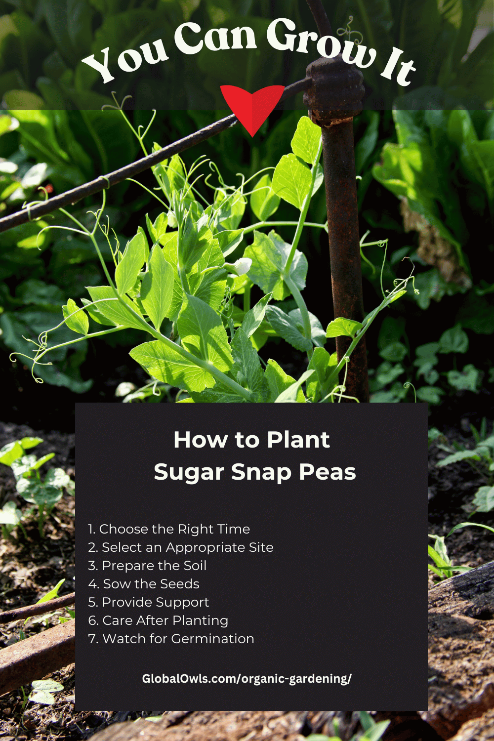 How to Plant Sugar Snap Peas