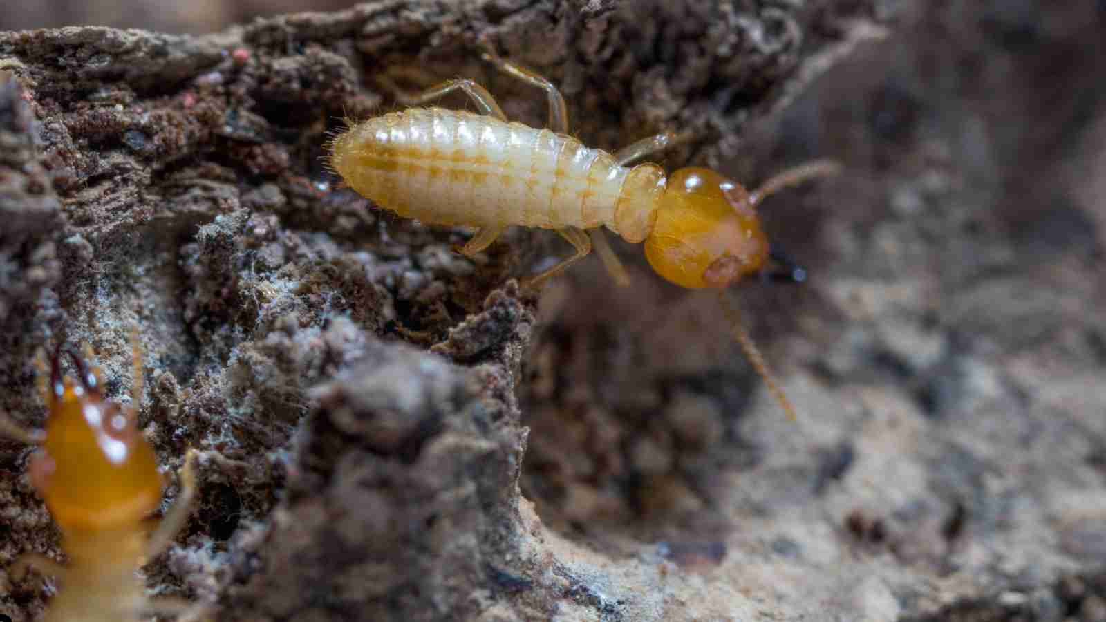 Organic Ways to Get Rid of Termites in a Garden