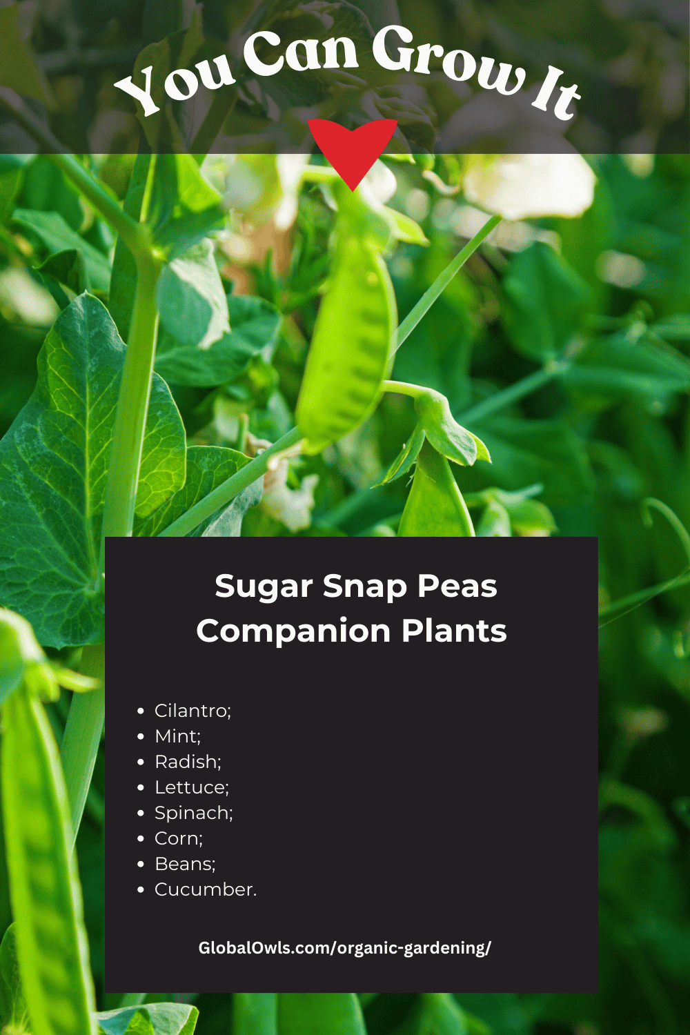 Sugar Snap Peas Companion Plants