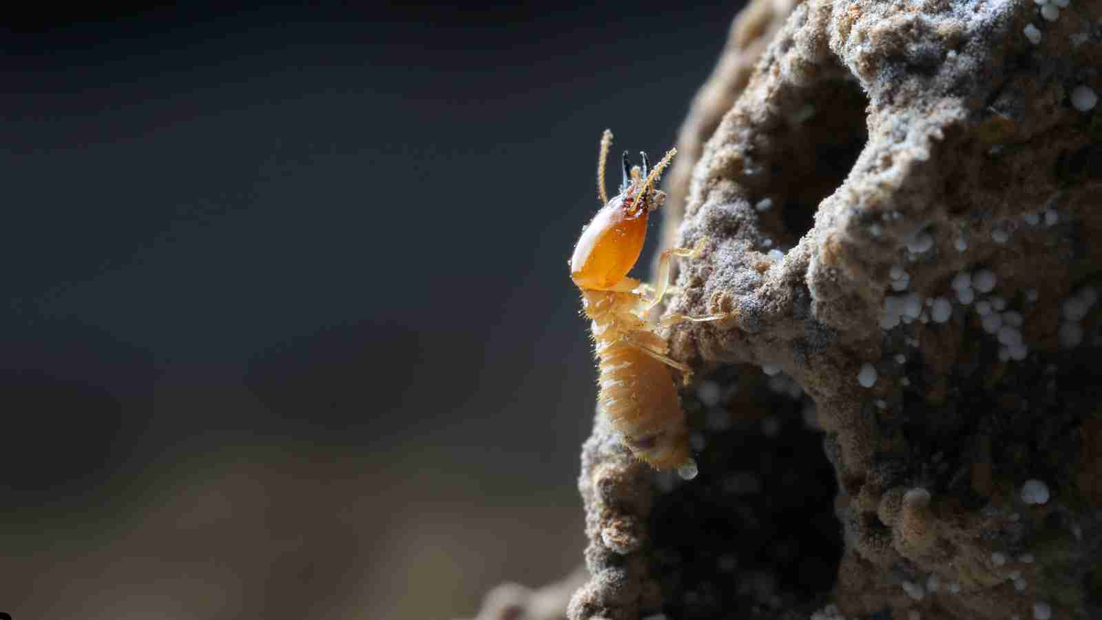 What are Types of Termites in the USA