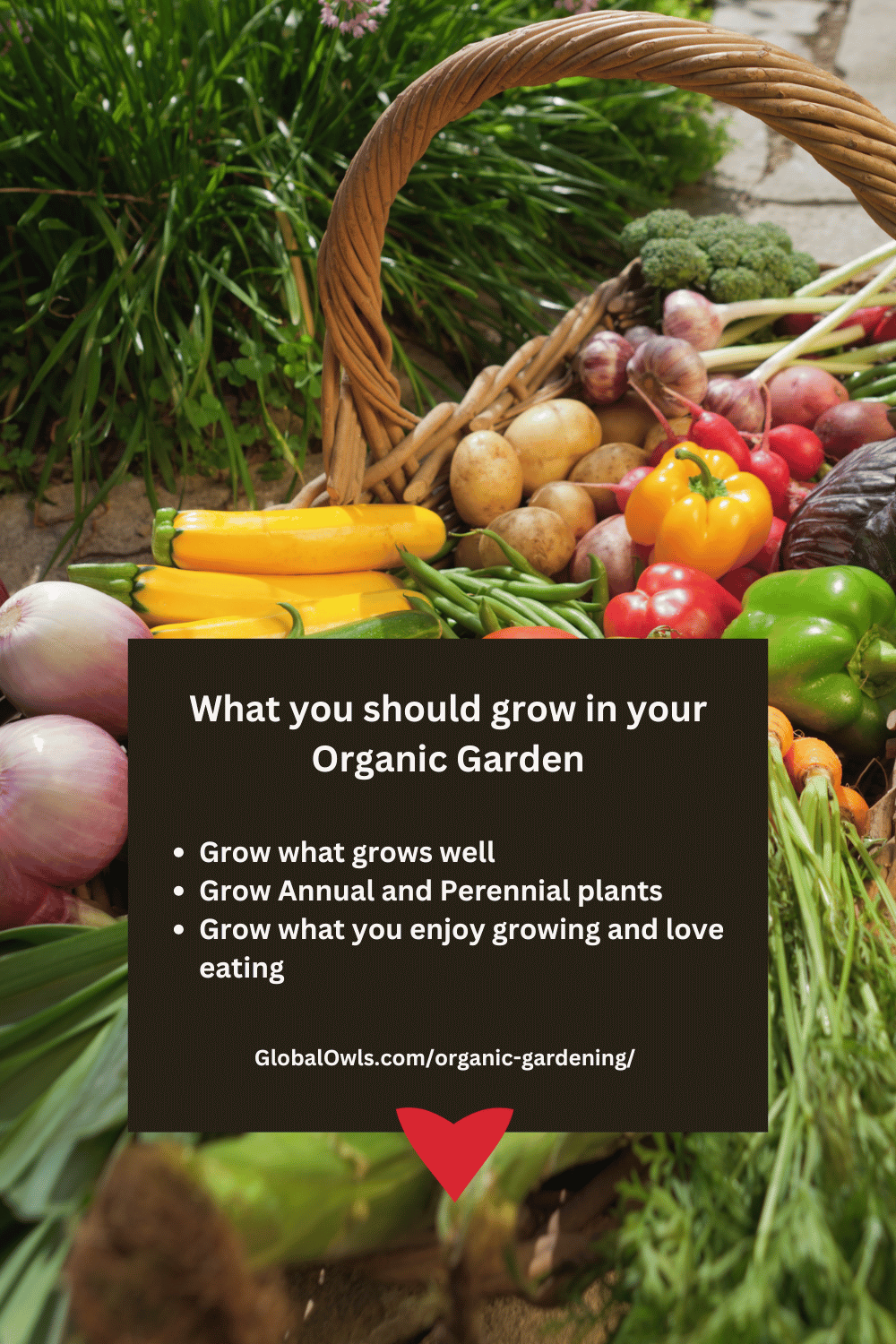 What you should grow in your Organic Garden