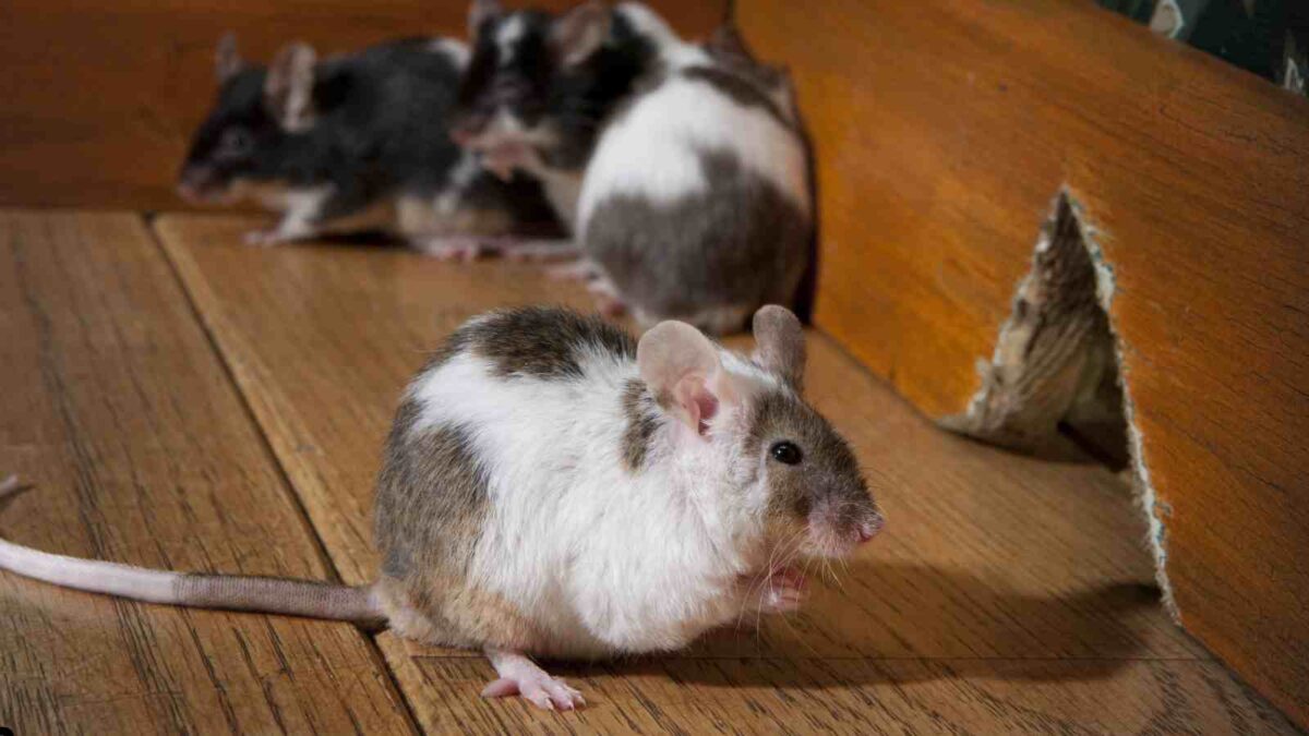 How Long Can Mice Live Without Food?
