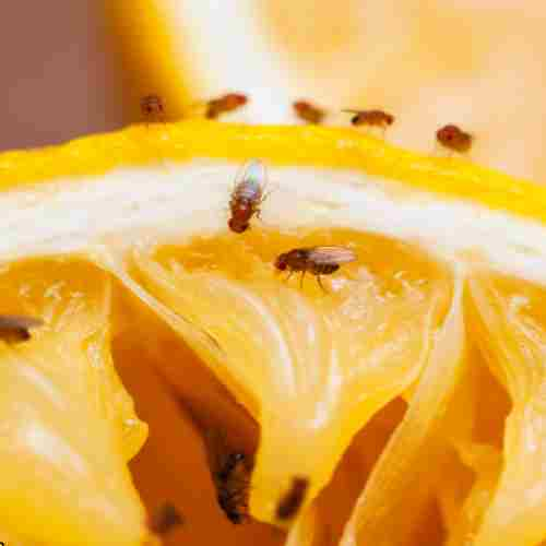 How to Get Rid of Fruit Flies