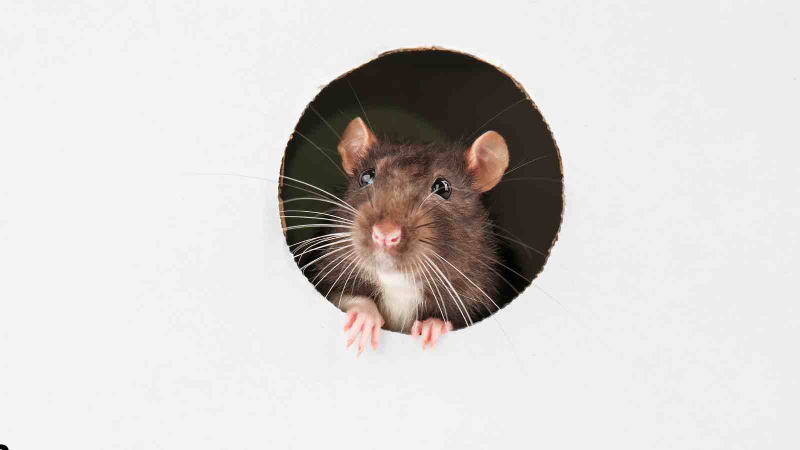 Preventing Mice from Entering Your Home