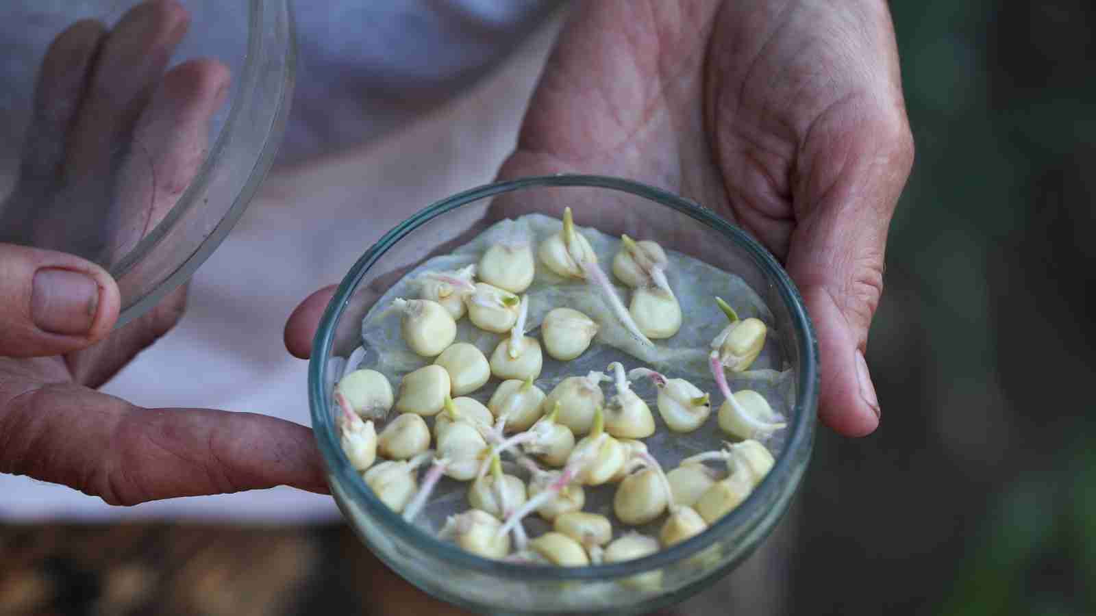 Bonus Tips for Speedy Seed Germination