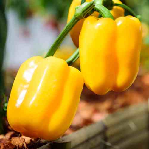 Grow Bell Peppers Indoors