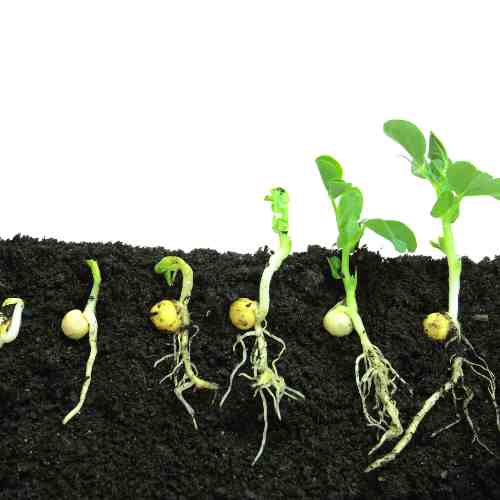 How to Germinate Seeds Quickly