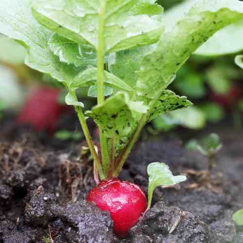 How to Grow your Own Radishes