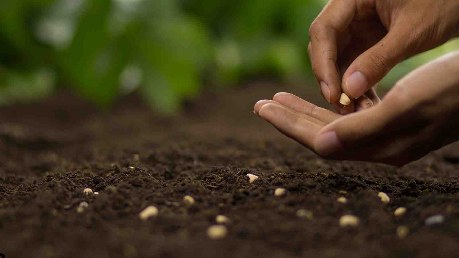 Plant Your Radish Seeds