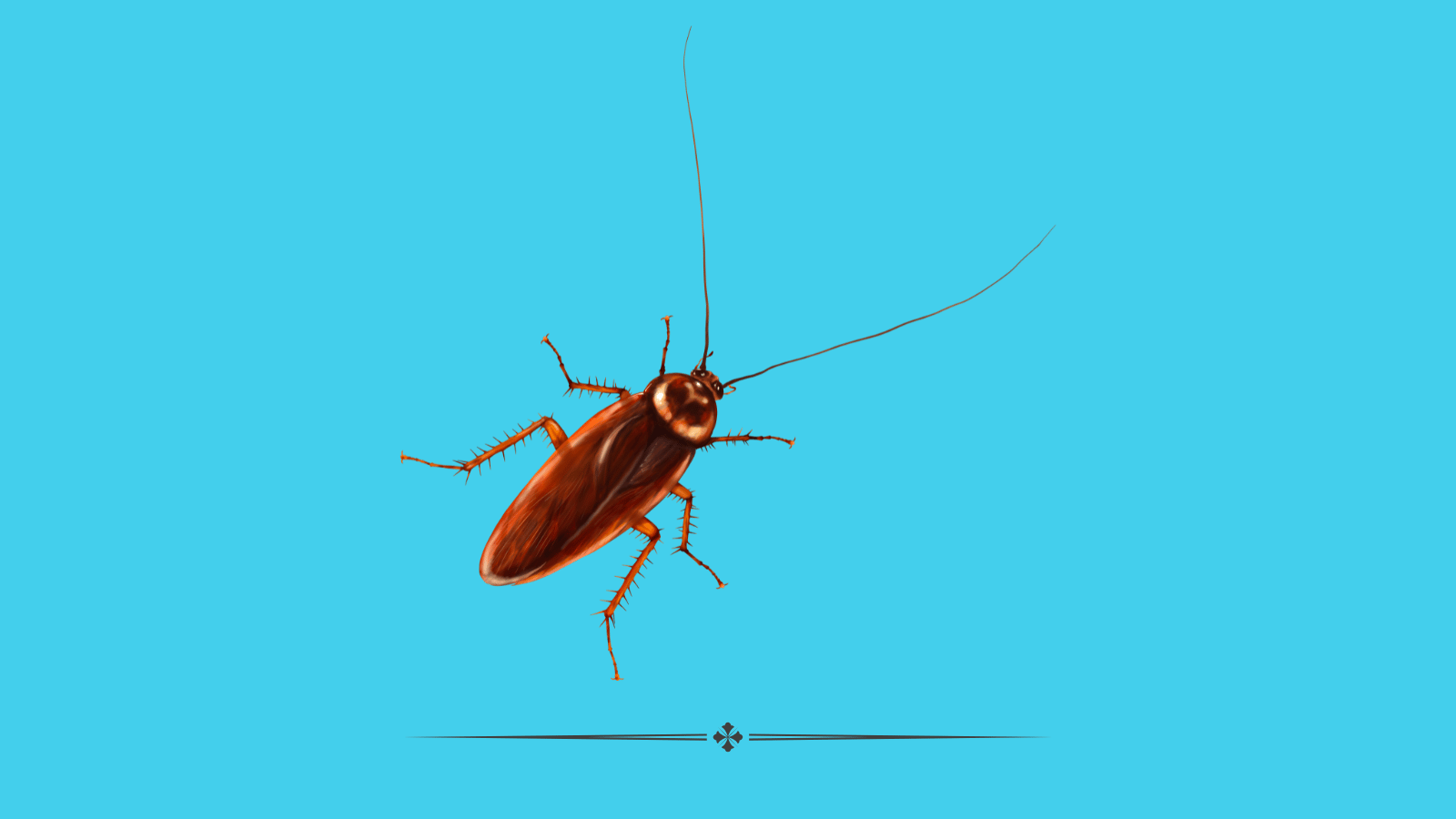 The Most Common Household Pests in Northern California - Cockroaches