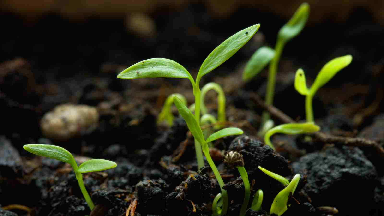 What Is Seed Germination?