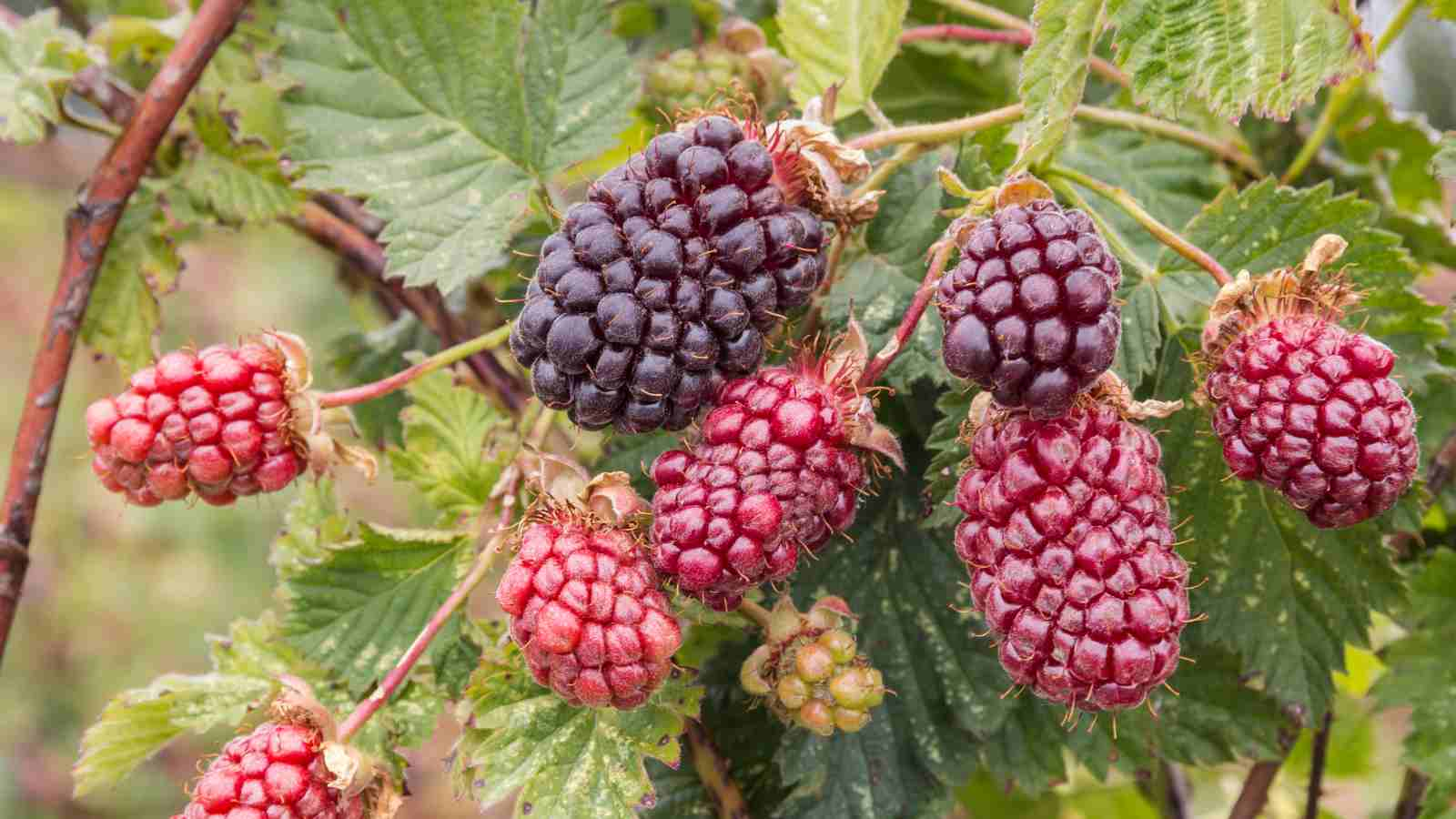 When Is the Best Time to Propagate Berry Bushes