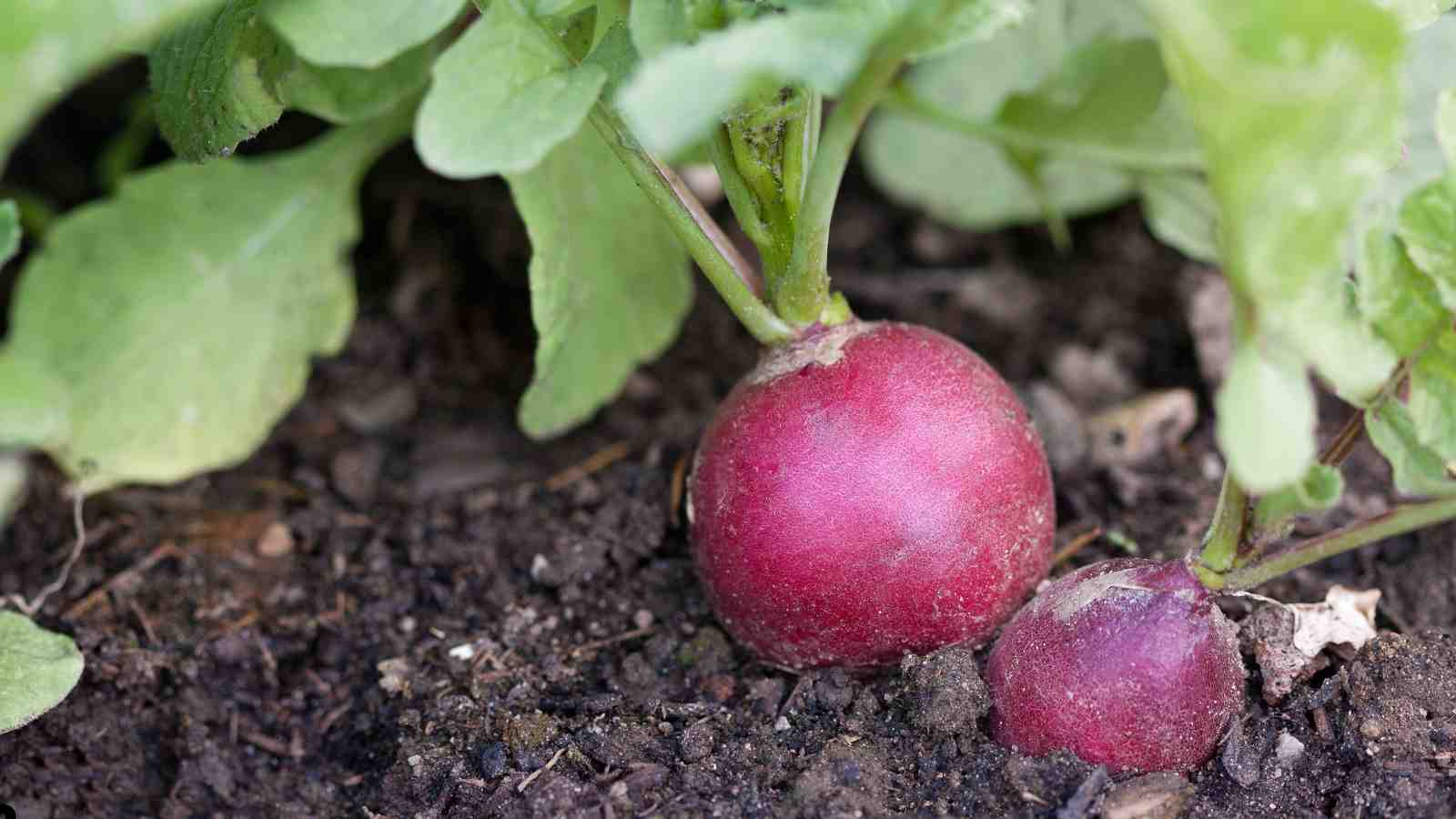 Why Grow Radishes?