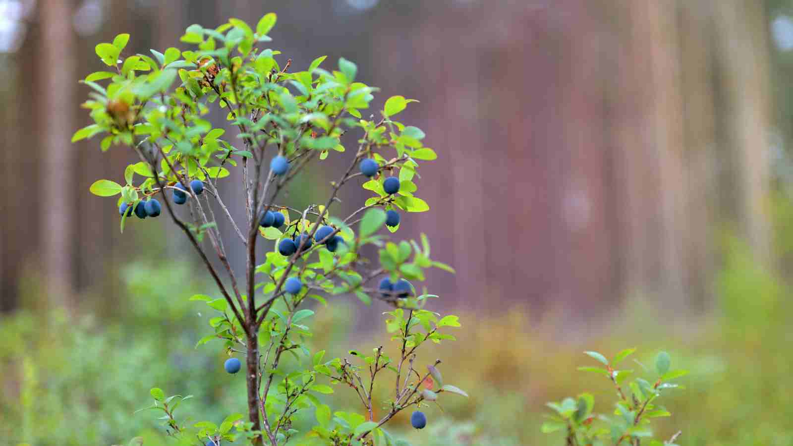 Why You Should Propagate Berry Bushes