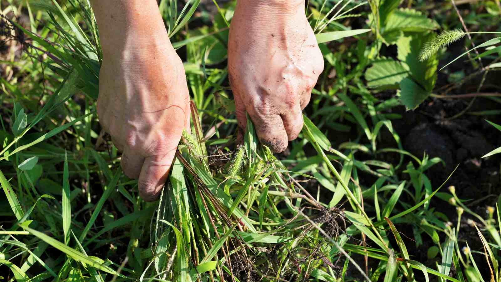 Conquering Weeds Before They Take Over