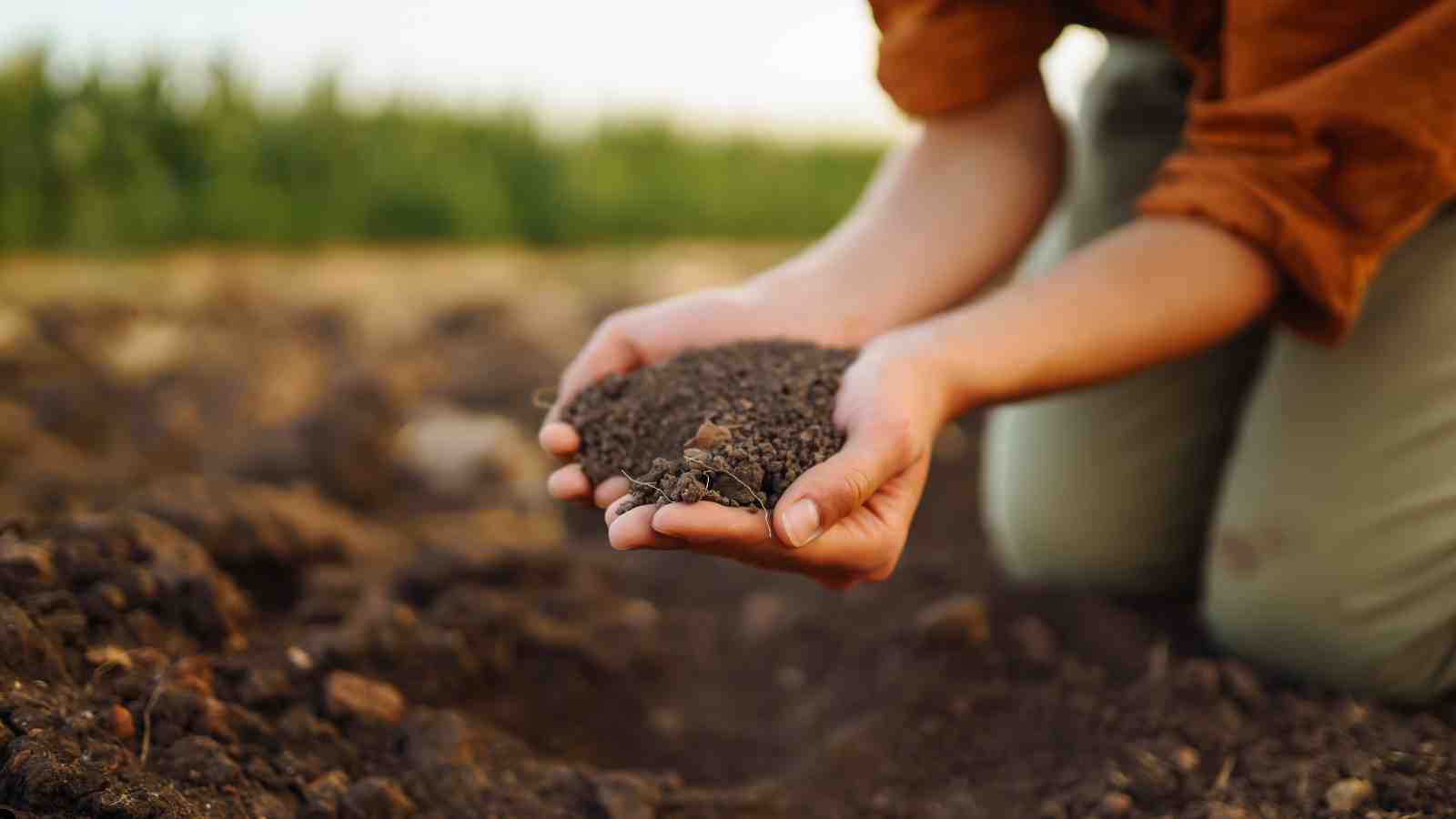 Common Gardening Challenges - Enriching Soil with Nutrients Feed Your Plants the Right Way