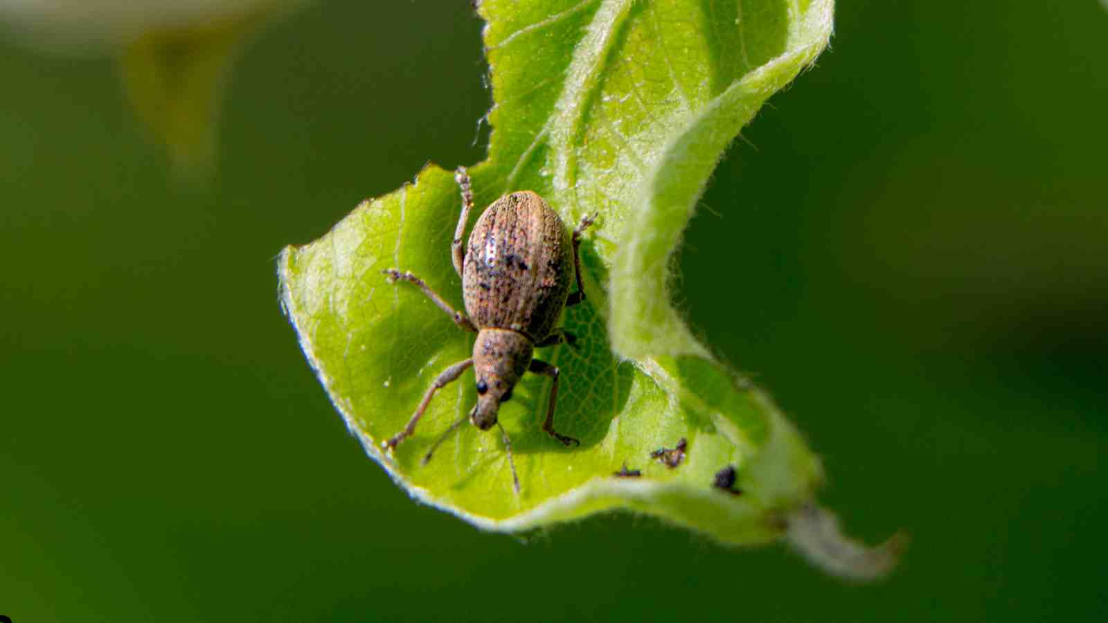 Common Gardening Challenges - Managing Harmful Insects Without Chemicals