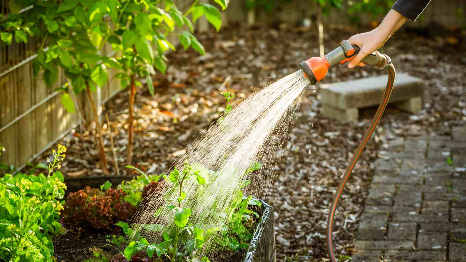 Common Gardening Challenges - Mastering Watering Techniques