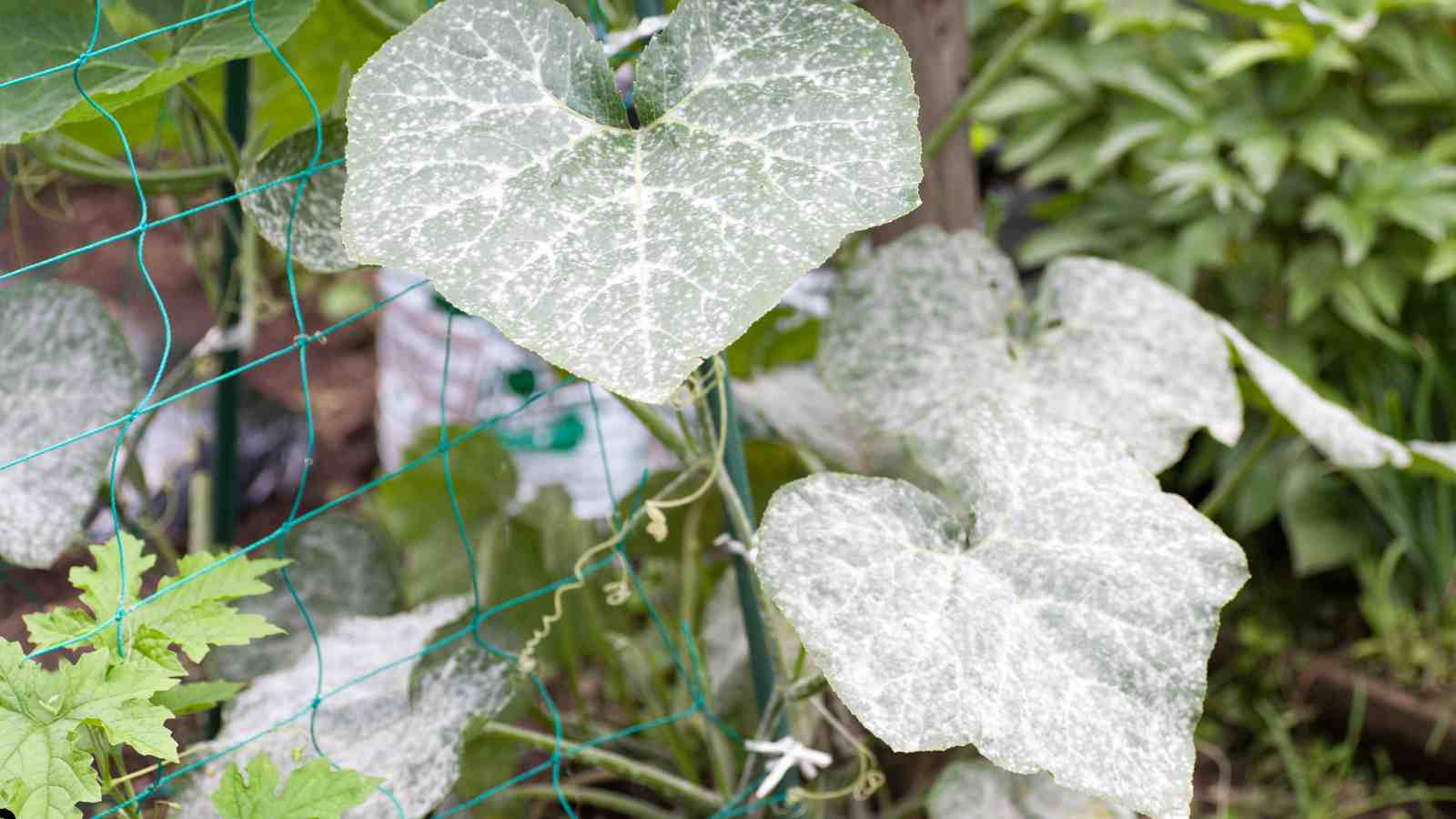 Common Gardening Challenges - Preventing Plant Diseases Stop Blight, Mildew, and Rot