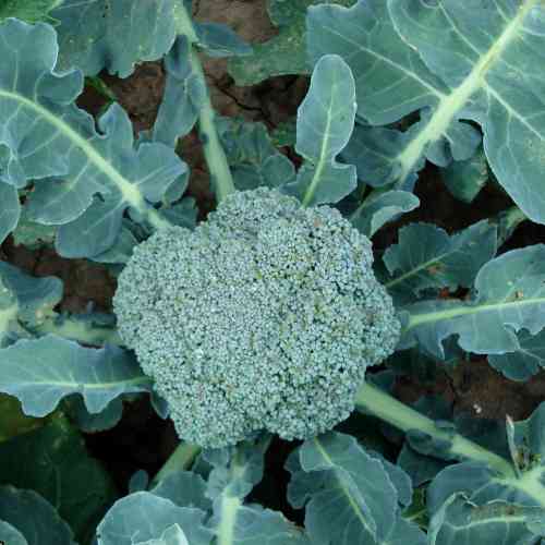 How to Grow Broccoli - Beginner Guide - AI Garden App Included