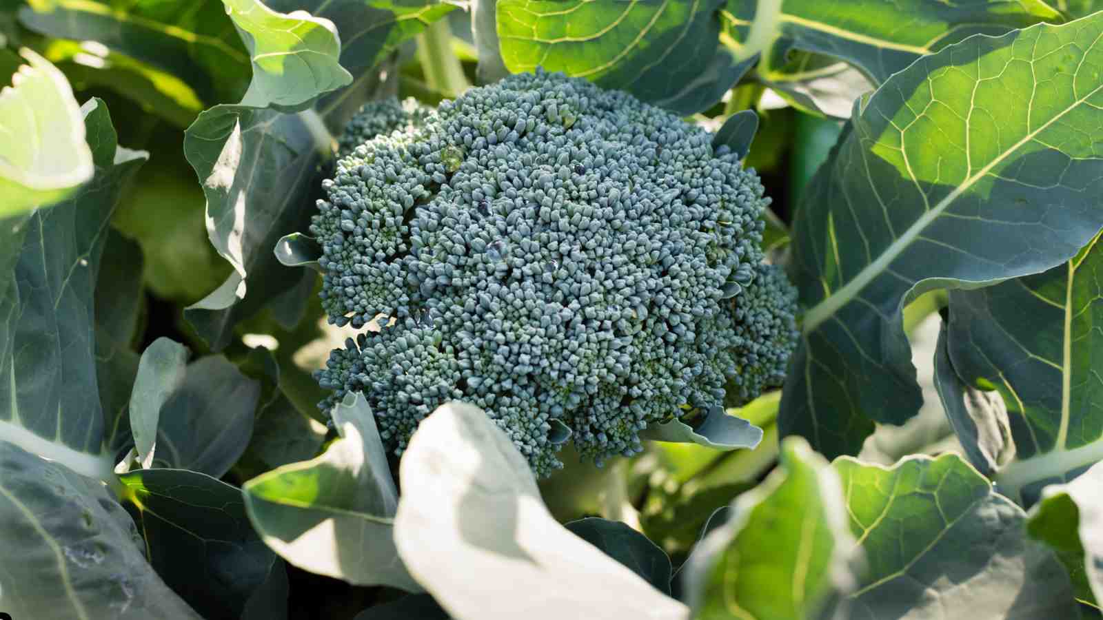 Broccoli Fertilization and Nutrient Needs