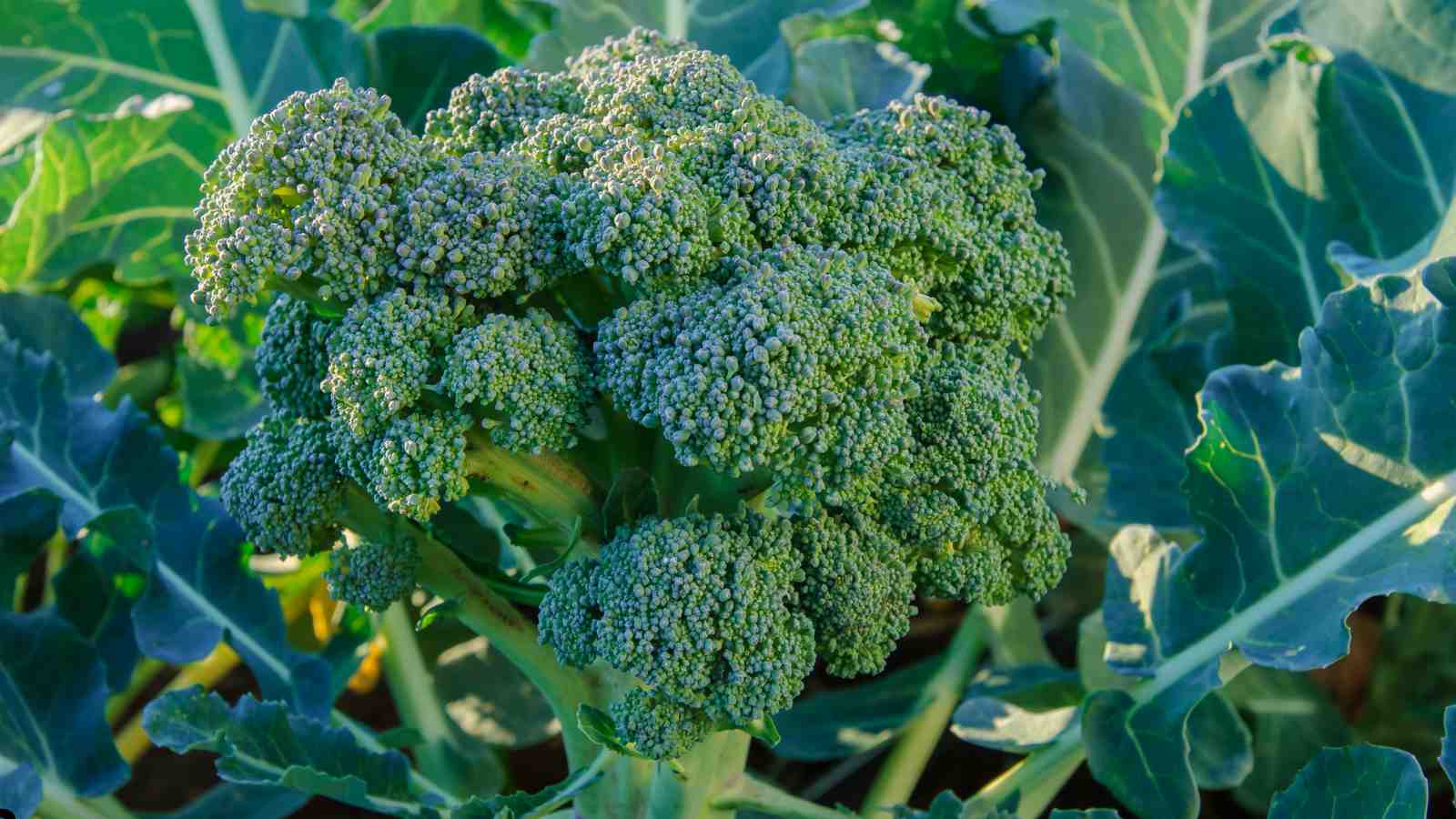 Broccoli Light and Temperature Requirements