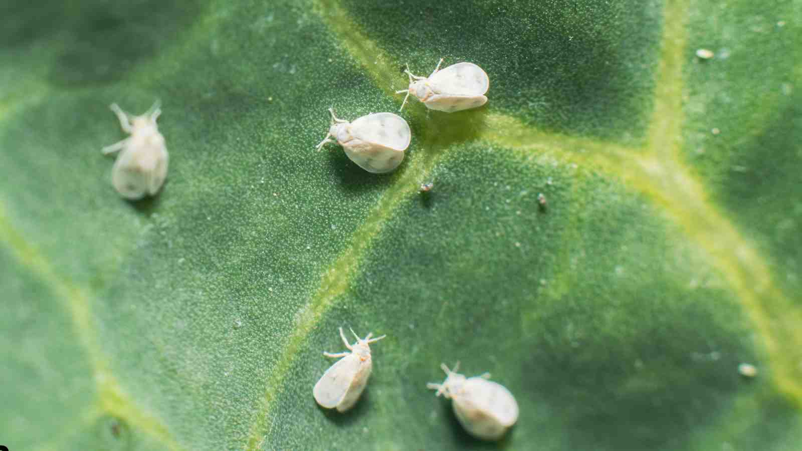 How to Grow Broccoli - Broccoli Pest and Disease Management