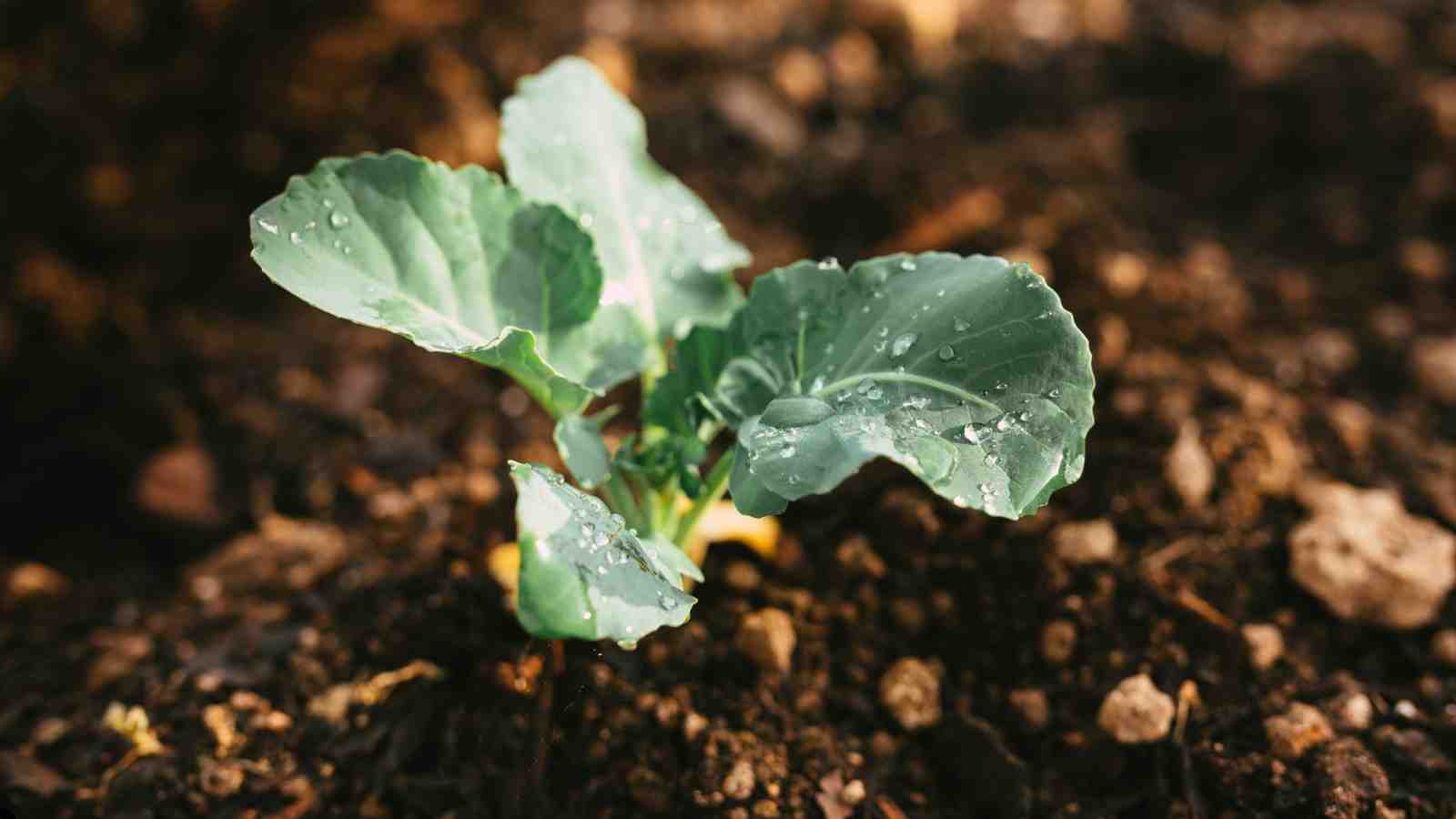 Broccoli Planting Methods