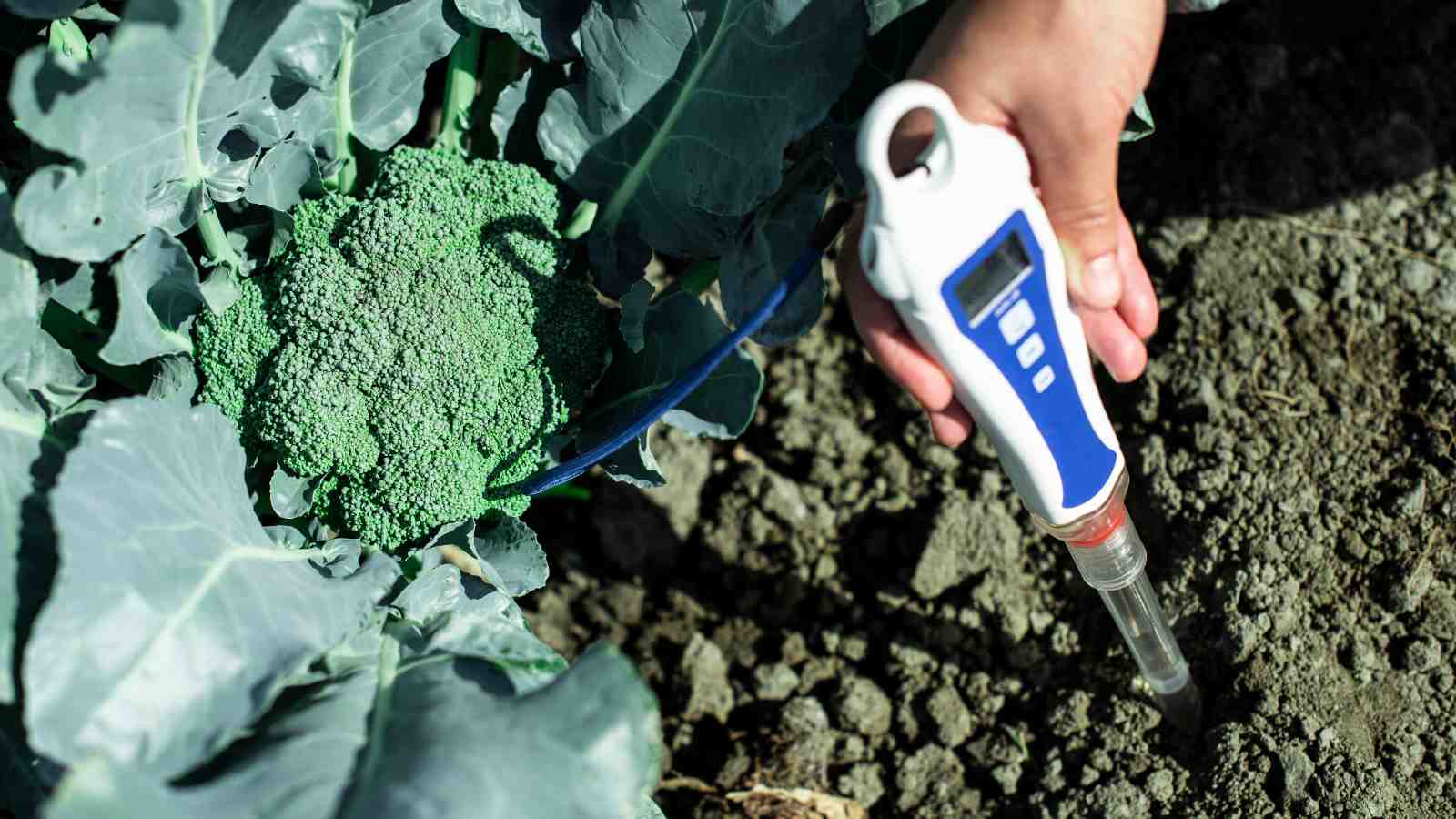 Broccoli Soil Preparation