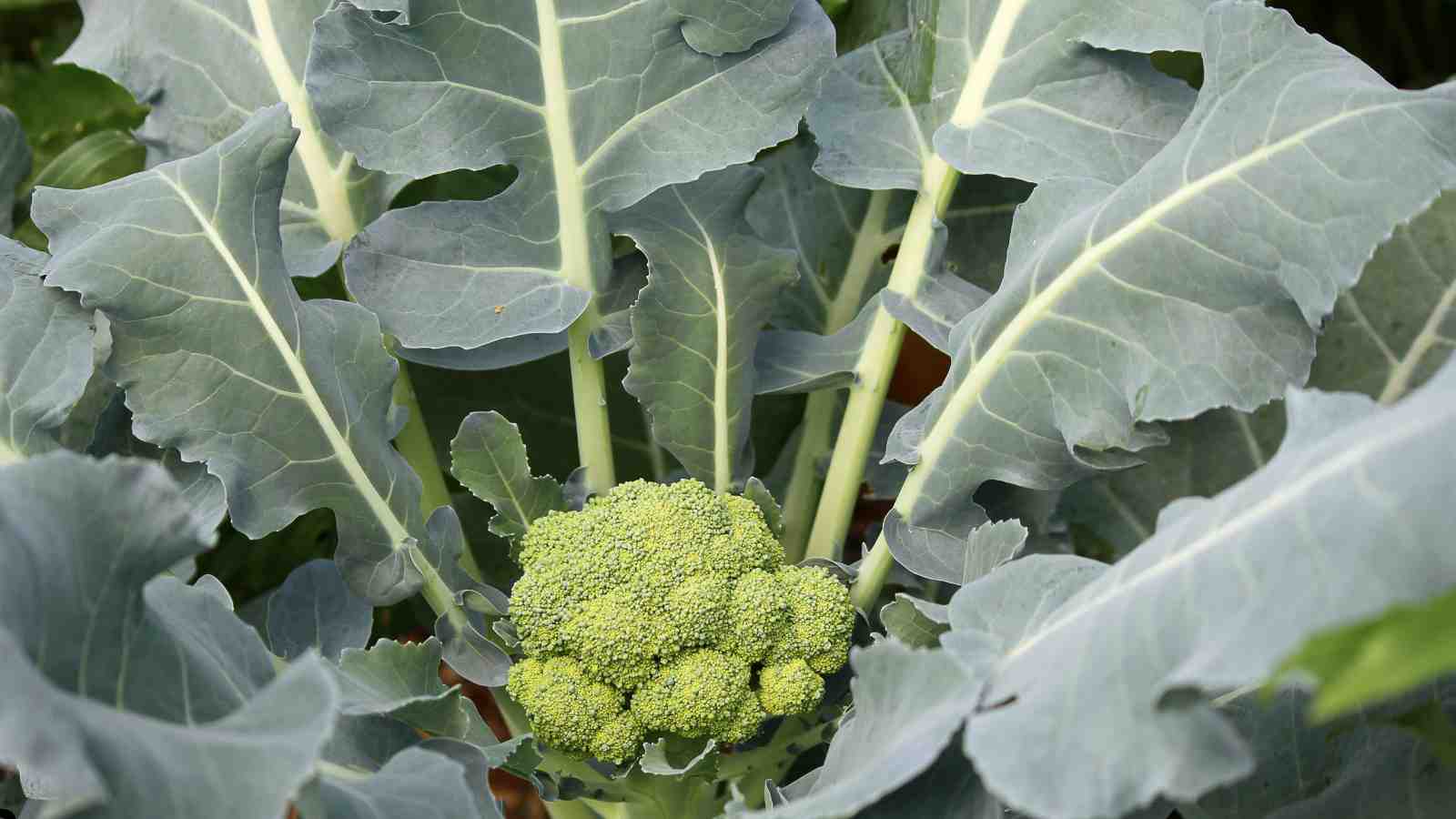 How to Grow Broccoli - Broccoli Watering and Moisture