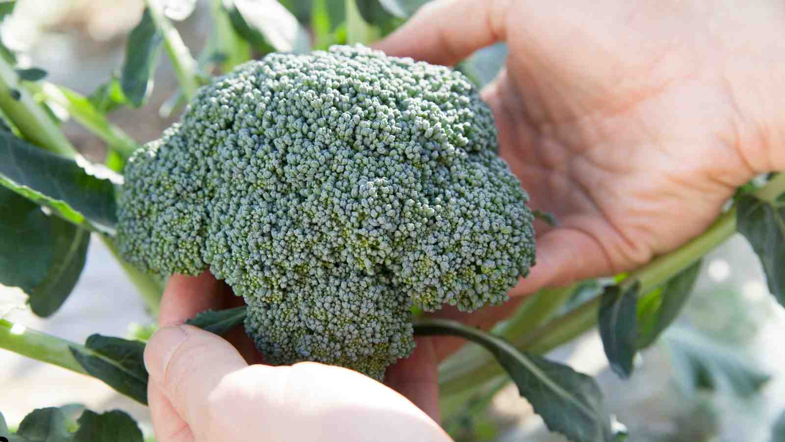 How to Harvest Broccoli