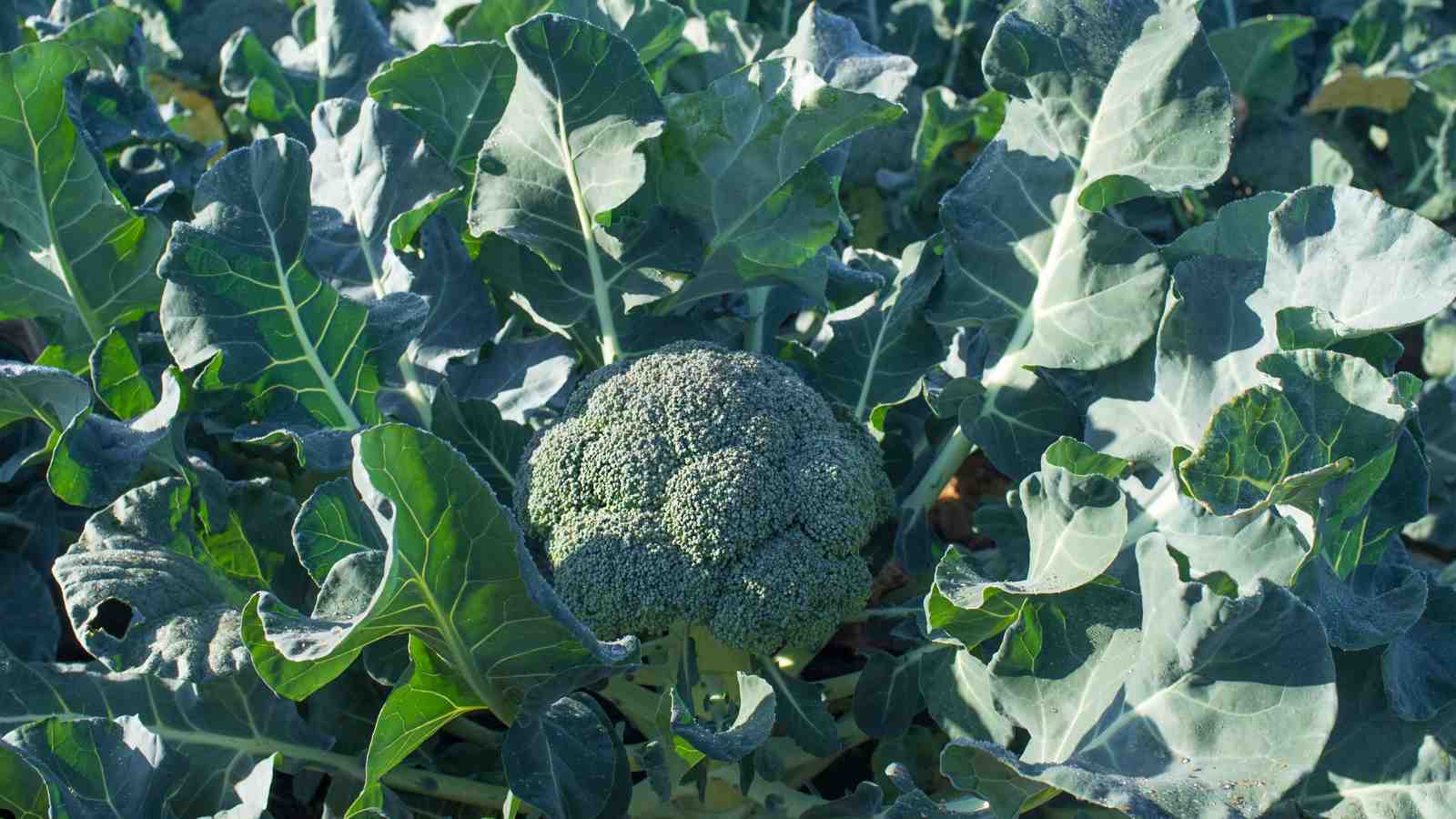 Selecting the Right Broccoli Variety to Grow