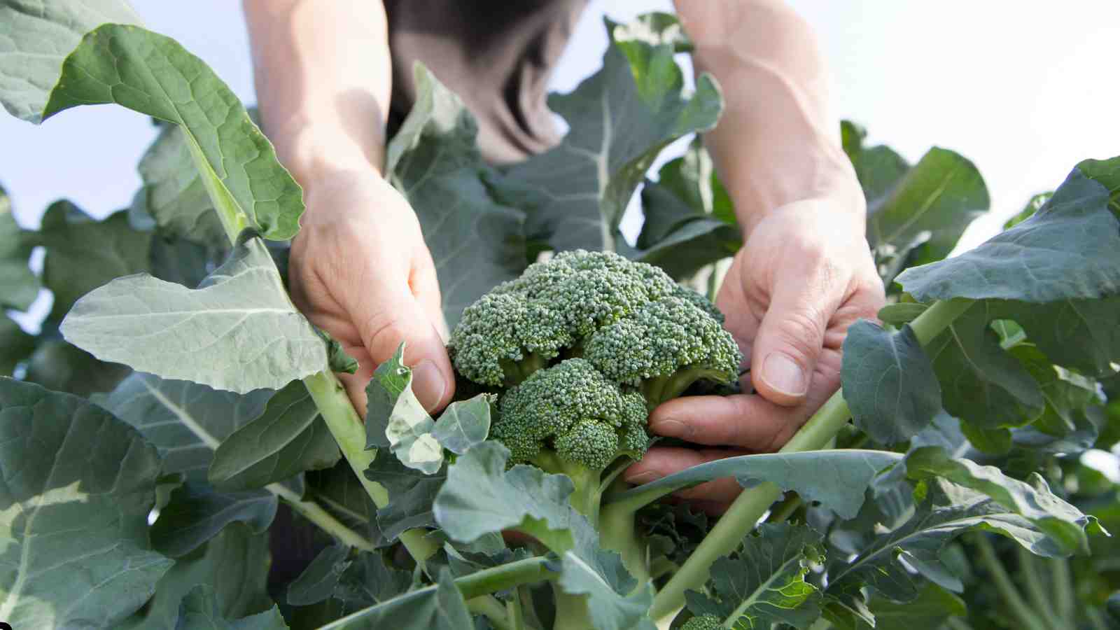 How to Grow Broccoli - Conclusion