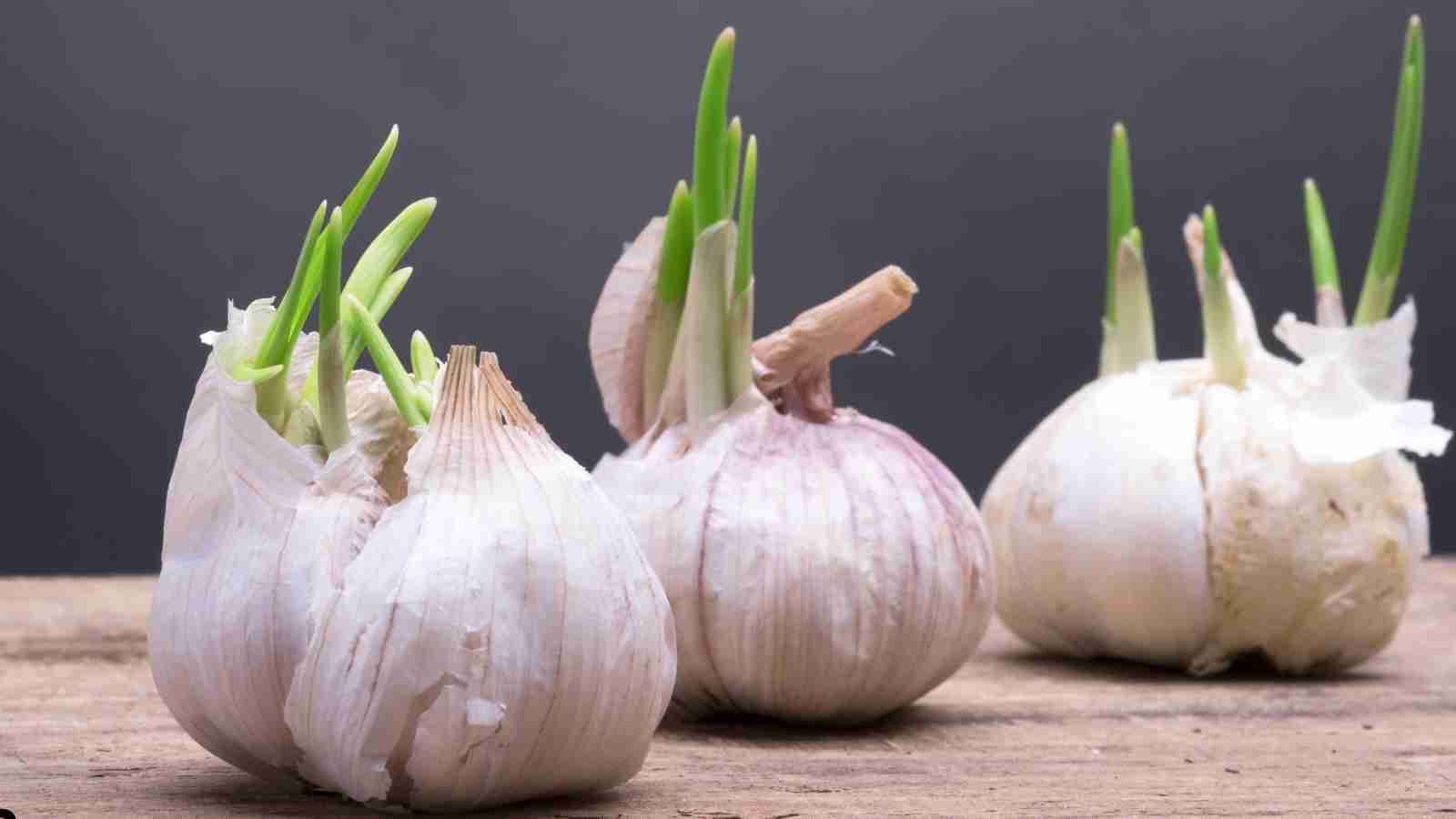 What is Garlic